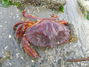 Filename=IMG_2564.JPG
Filesize=255KB
Dimensions=1024x768
Date added=Jul 02, 2007 IMG_2564.JPG